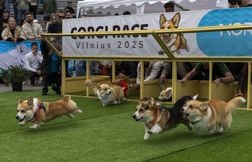 Ce concours de corgis a réuni plus d’une centaine de chiens en Lituanie