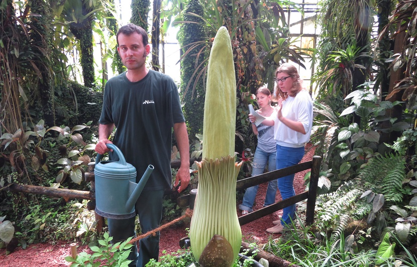 plante penis