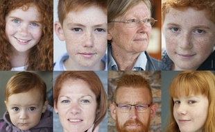 Depuis plusieurs mois, Pascal Sacleux a tiré le portrait de centaines de roux en Bretagne.