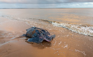 L'une des dix tortues luth équipées d'une balise arogs, en Guyane, en juin 2019, par les scientifiques de l’Institut pluridisciplinaire Hubert Curien (IPHC-CNRS), avec la collaboration de Greenpeace.