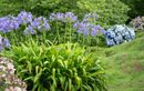 Comment bien protéger vos agapanthes pour l’automne et l’hiver ?