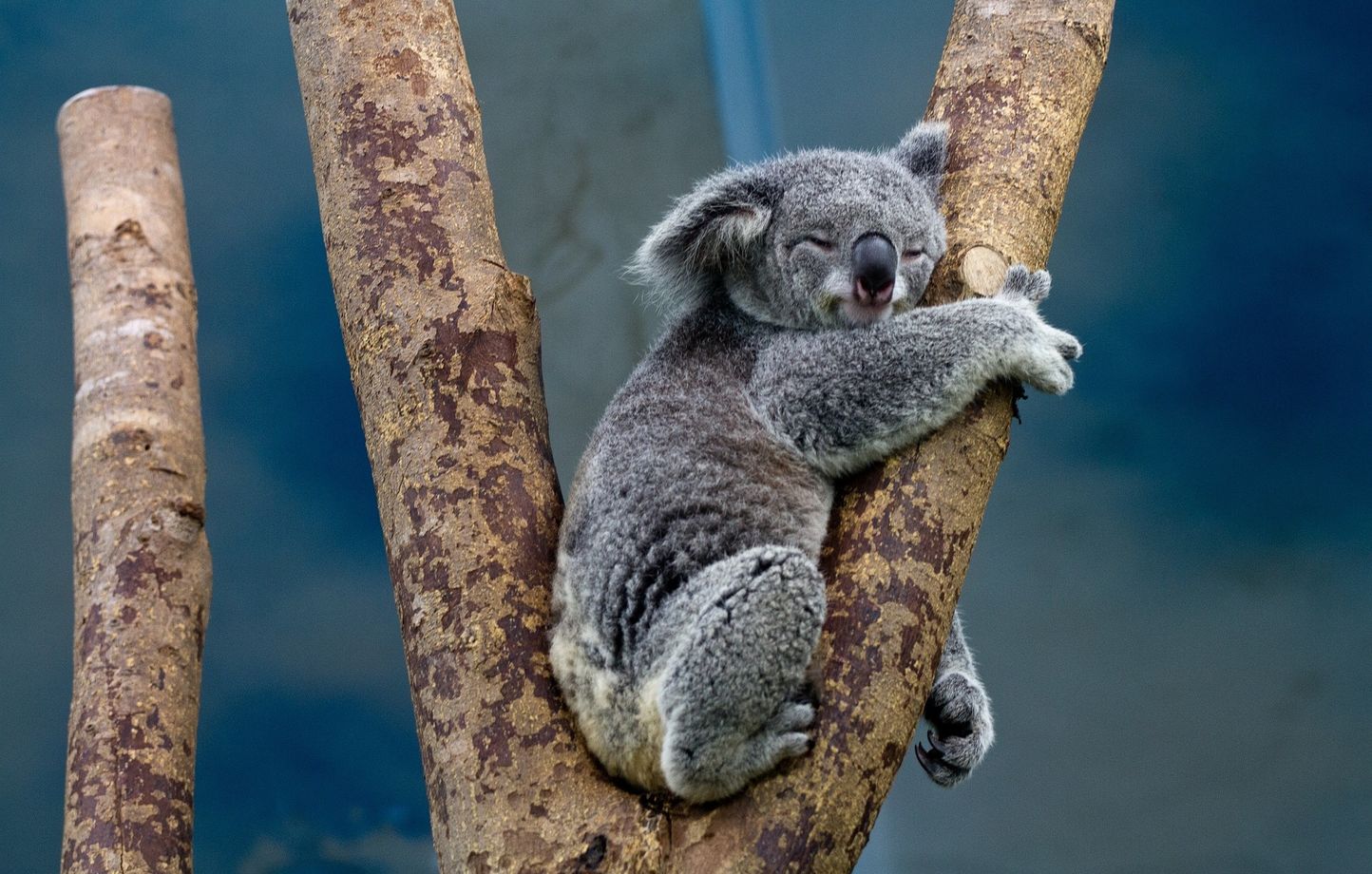 Les koalas d'Australie sont victimes d'une véritable hécatombe.