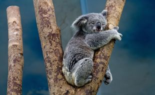 Les koalas d'Australie sont victimes d'une véritable hécatombe.