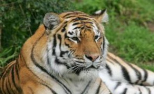 Les autorités, qui cherchent à comprendre comment une tigresse a pu s'échapper de son enclos au zoo de San Francisco le jour de Noël, tuant un visiteur et en blessant deux autres avant d'être abattue, envisageaient mercredi la possibilité d'une libération intentionnelle.