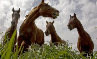 Une femme de 38 ans a été condamné pour mauvais traitements sur des animaux.
