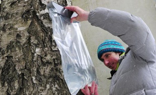 Quand le printemps fait fondre les dernières neiges, la tranquillité des immenses forêts de Lettonie est à peine troublée par un goutte à goutte presque imperceptible. C'est la saison de la sève de bouleau, réputée pour ses vertus thérapeutiques.