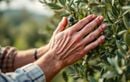 La taille « miracle » des oliviers grecs qui intrigue les agronomes et triple vos récoltes d’olives