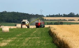 Des agriculteurs travaillent dans un champ (illustration).