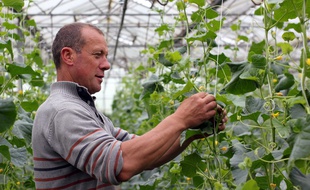 Maraîcher à Pacé, Eric Bocel doit régulièrement s'occuper des pieds de melons petit gris, variété ancienne de la région de Rennes devenue très rare.