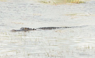 Alligator dans les marécages du parc national des Everglades en Floride (Etats-Unis) le 15 Juin 2016.