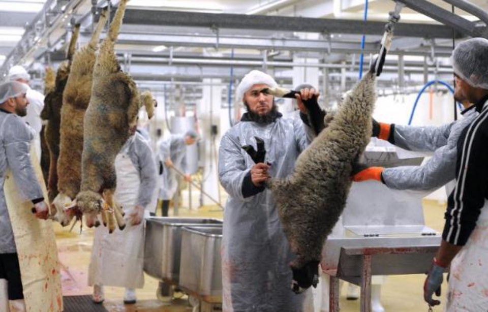 Fête de l'Aïd tuer le mouton ou faire un don, le dilemme des musulmans Fête de l'Aïd tuer le mouton ou faire un don, le dilemme des musulmans
