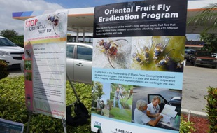 Un panneau informatif à l'extérieur d'une station service indique comment se débarrasser de la mouche orientale des fruits, le 7 octobre 2015, en Floride
