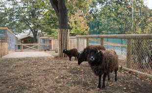 Les moutons des fermes à Paris sont tondus début avril et le public peut y assister depuis cette année.