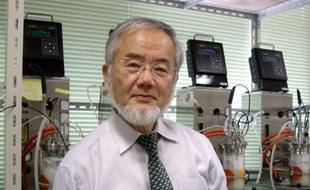 Le Japonais Yoshinori Ohsumi a reçu le prix Nobel de médecine.