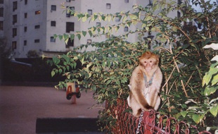 Illustration d'un singe Magot, à Paris.