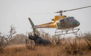 Illustration d'un rhinocéros, ici en Afrique du Sud.