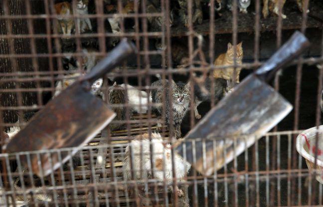 Chine : 150 chats destinés à être mangés ont été sauvés par la police