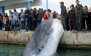 Une baleine de dix mètres a été remontée par un pêcheur tunisien le 9 mars 2014.