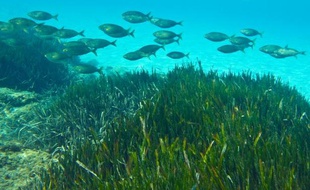L'état de santé des océans décline plus rapidement que ce qu'on pensait, notamment sous l'effet d'un "trio mortel", le réchauffement, la désoxygénation et l'acidification, affirme une étude internationale publiée jeudi.