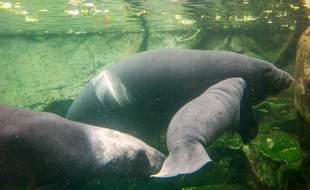 Une maman lamantin et son petit, le 19 juillet 2014 dans le zoo du parc de Beauval, près de Blois (Loir-et-Cher)