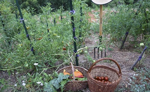 Des légumes dans un potagers. Illustration.