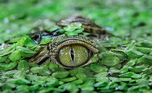 Illustration d'un crocodile.