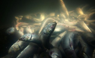 Des poissons morts (illustration).
