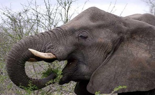 Un éléphant dans le Kruger National Park en Afrique du Sud.