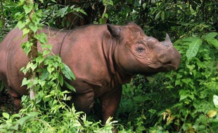 Un rhinocéros de Sumatra, espèce en danger critique d'extinction, est né samedi en captivité, un événement "historique" qui ne s'était jusqu'alors produit que trois fois en un siècle et qui suscite l'espoir pour la sauvegarde de l'animal.