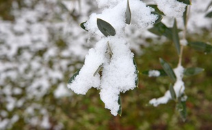 De la neige sur un arbre, le 23 janvier 2019 (image d'illustration).