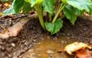 Voici pourquoi votre jardin se retrouve vulnérable aux pluies diluviennes et coups de chaud en octobre (et les gestes à adopter pour qu’il tienne le choc)