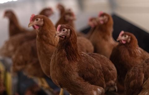 Une distribution de centaines de poules pondeuses dans la Haute-Vienne