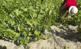 Dans le Beaujolais.