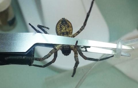 Un Rémois retrouve une araignée Nosferatu dans sa voiture