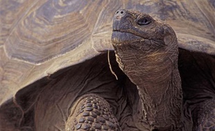 Une tortue des Galapagos.
