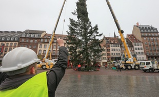 Après sa coupe prévue ce mardi au lendemain de la casse du premier, le sapin devrait cette année arriver sur la place Kléber entre le 31 octobre et le 2 novembre. Illustration