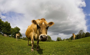 Illustration: une vache dans un champ.