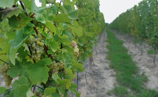 Strasbourg: Trois secrets ou histoires insolites à connaître sur le vignoble (Illustration)
