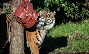 Le tigre Asim a mortellement blessé une femelle nommée Melati au zoo de Londres.