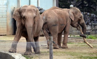 Les éléphantes du zoo de Lyon menacées d'euthanasie pour une suspicion de tuberculose trouveront peut-être leur salut auprès du Conseil d'Etat, invité mercredi à suspendre l'arrêté préfectoral ordonnant leur abattage.