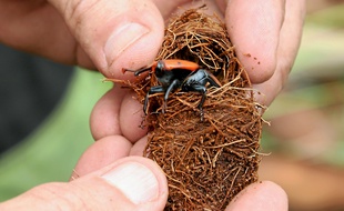 Insecte de 3 à 4 cm, le charançon rouge a infesté 380 palmiers l'an passé dans la région.