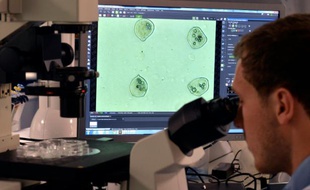 Un ingénieur de laboratoire contrôle au microscope la qualité de l'impression de cellules dans le laboratoire de Poietis à Pessac le 22 janvier 2016