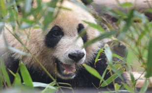Un panda géant à Chengdu le 26 mars 2014