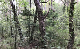La forêt de Guy Farnarier