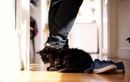 Pourquoi votre chat se frotte à vous ou se roule à vos pieds en rentrant : le vrai sens de ce rituel peut vous surprendre