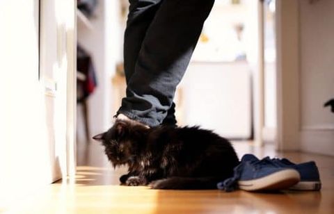 Pourquoi votre chat se frotte à vous ou se roule à vos pieds en rentrant : le vrai sens de ce rituel peut vous surprendre