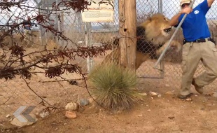 Un lion qui va bientôt ouvrir la porte...