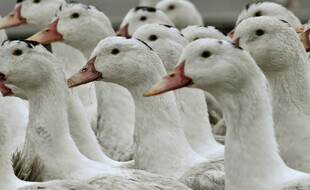 Des canards dans une exploitation de foie gras. (archives)