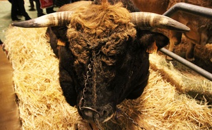 Un taureau au Salon de l?Agriculture, à Paris, le 22 février 2014