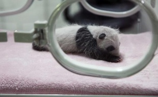 Un bébé panda âgé de deux semaines, au centre de Chengdu en Chine, le 15 septembre 2009.